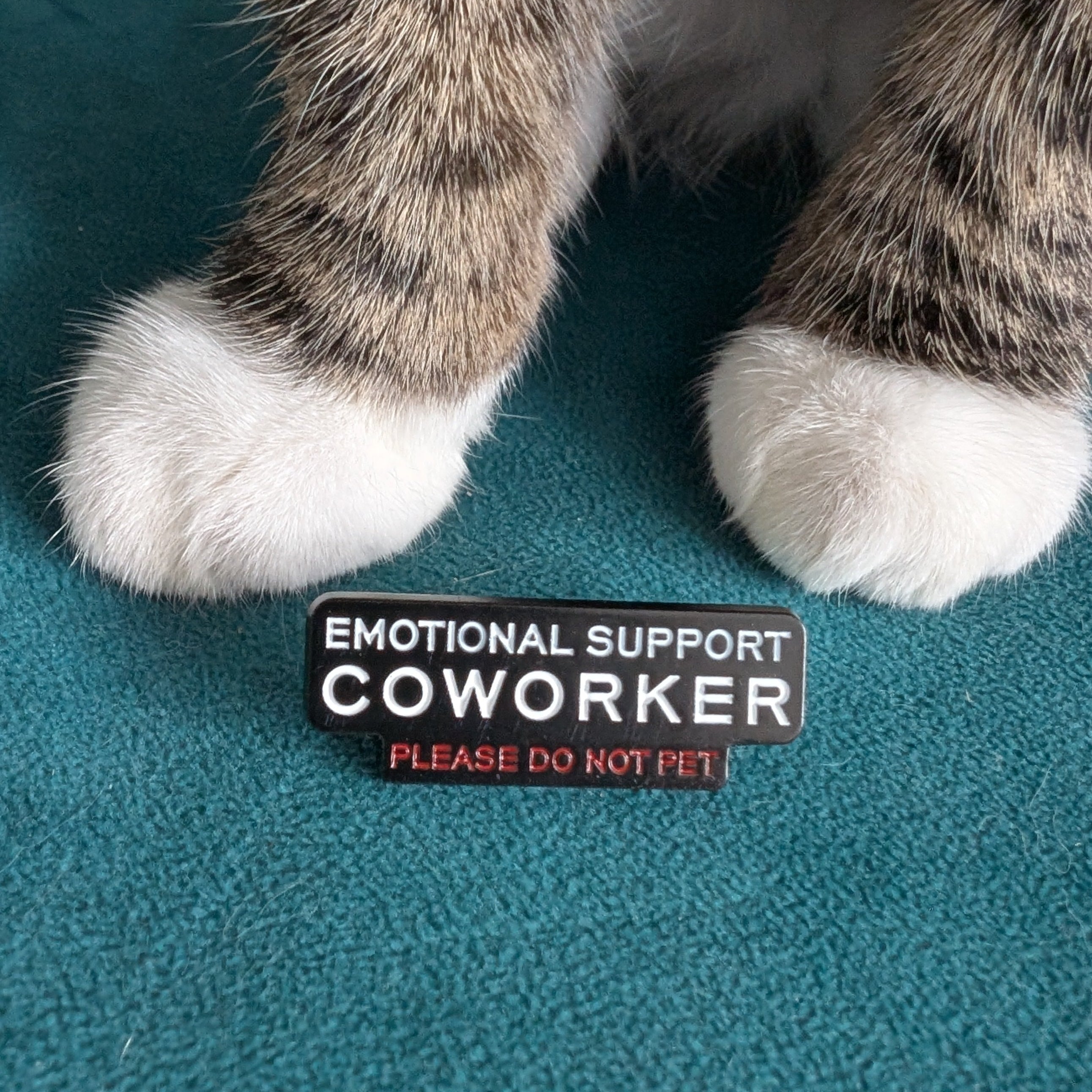 A close-up of a cat's paws resting on a teal textured surface next to a small rectangular pin that reads 'EMOTIONAL SUPPORT COWORKER PLEASE DO NOT PET'.